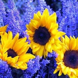 Meet your Posher, Jolene